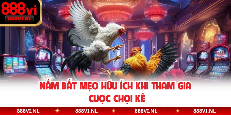 Nắm bắt mẹo hữu ích khi tham gia cược chọi kê